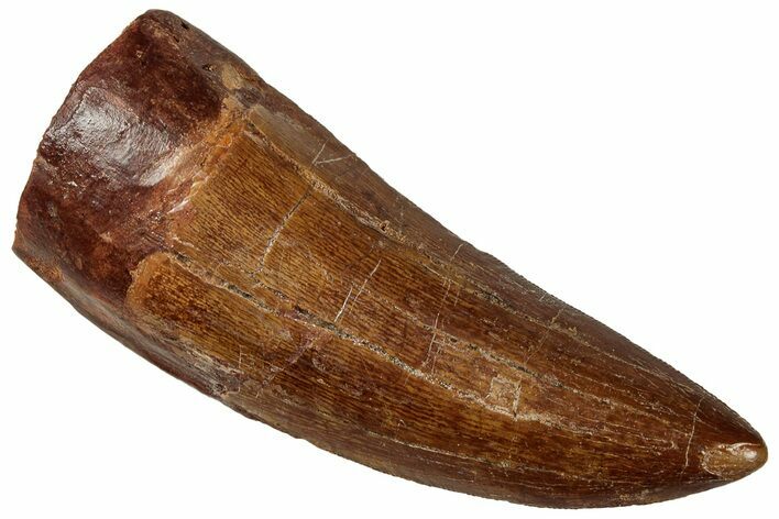 Serrated Carcharodontosaurus Tooth - Huge Dinosaur Tooth #329932